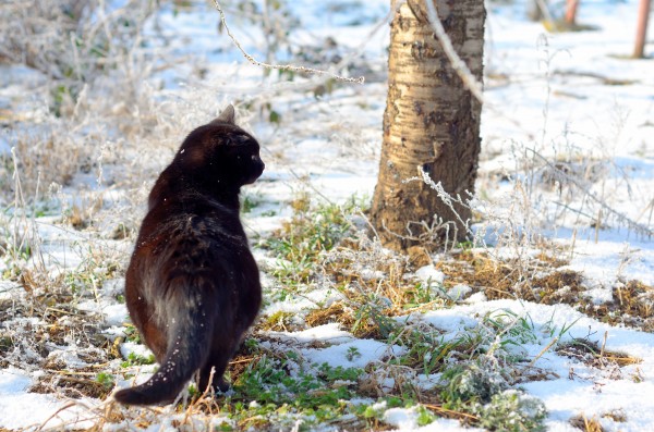 Cat in a sunny frozen garden by Codrina Miculit